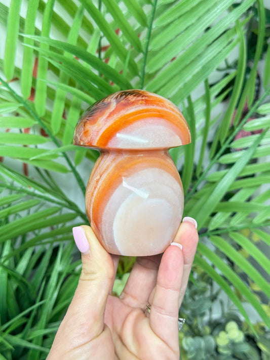 Large carnelian mushroom